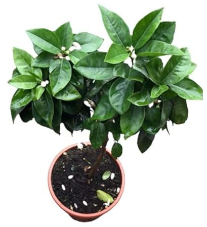 Árbol Frutal de Naranjo Natural Ideal para el Jardín o la Terraza