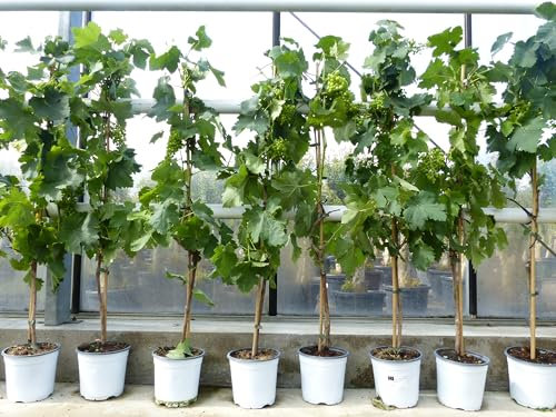 gruenwaren jakubik Vitis Vinifera helle Traube 110-120 cm knorrige Weinrebe Weinstock Weintraube