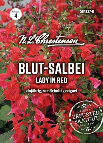 Salvia coccinea, Scharlachroter Salbei, Scarlet Sage N.L.Chrestensen Samen