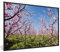 MuchoWow Poster encadré Arbres fruitiers - Cerisier - Fleurs Tableau deco avec cadre 120x80 cm affiche decoration murale
