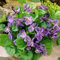 Viola Odorata Violet 30 Perennial Flower Seeds