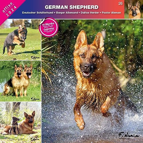 Kalender 2024 Deutscher Schäferhund (Affixe)