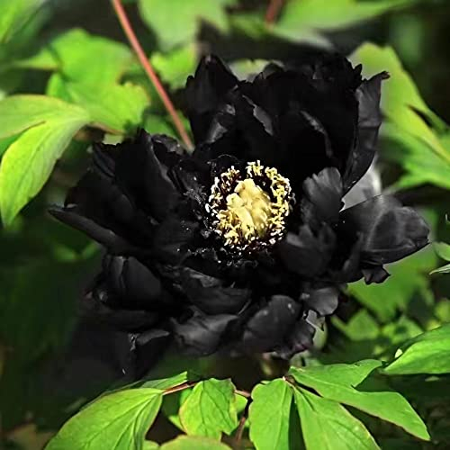 2 Stück pfingstrosen deko pflanzen winterhart zwiebeln knollen pfingstrose - Seltene Pflanze serie - blumen balkon pflanzen anzucht wanddeko nachhaltiges geschenk büropflanzen frühlingsblüher