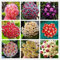 Seltene hoya Samen gemischt Farbe Blumensamen Orchid Blumensamen 200pcs / pack Natürliches Wachstum Bonsai Samen für Heim & Garten