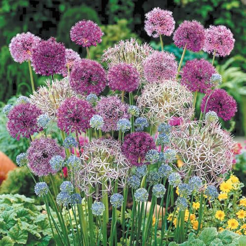 YouGarden Mixed Allium Bulb Collection, Set of 200 Bulbs, Ready to Plant in Autumn for Spring Flowers, Six Allium Varieties in One Collection