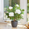 Garden Mile 40cm Artificial Rose Plant White Fake Flowers in Pot Realistic Potted White Roses Plant Faux Indoor Home Office Decoration Outdoor Rose Bush in Pot