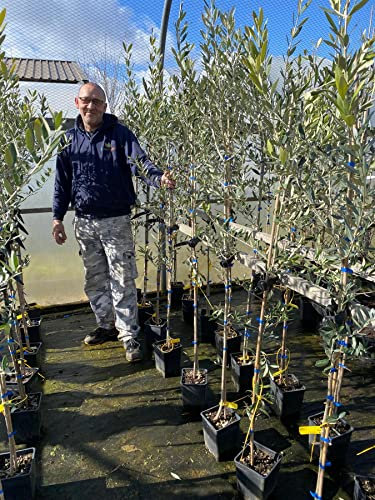 Olea Europaea Olive Tree 5ft Tall Supplied in a 3/4 Litre Pot by DirectPlants™