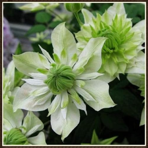 Clematis zwiebeln,winterharte pflanzen,krautige mehrjährige Pflanze,Schnittblumen für Ausstellungen,bevorzugt volle Sonne,clematis hellblau(keine Samen, nicht künstlich)-15zwiebeln