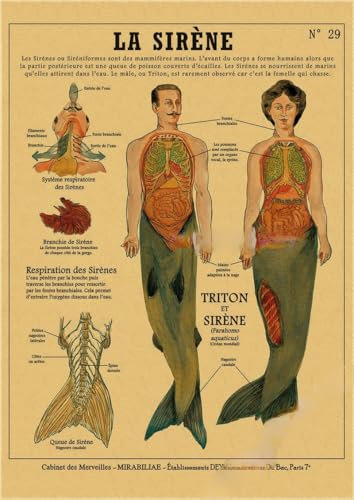 Anatomie der Meerjungfrau Poster Vogel neugierige Kreaturen Kraftpapier Drucke Vintage Home Room Cafe Bar Kunst Wanddekoration ästhetische Malerei(1,A4 8.3x11.8inch)