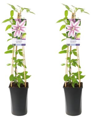 Clematis Nelly Moser | 2 Stück - 65-75cm - Ø17cm - Gartenpflanze - Multideal