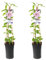 Clematis Nelly Moser | 2 Stück - 65-75cm - Ø17cm - Gartenpflanze - Multideal