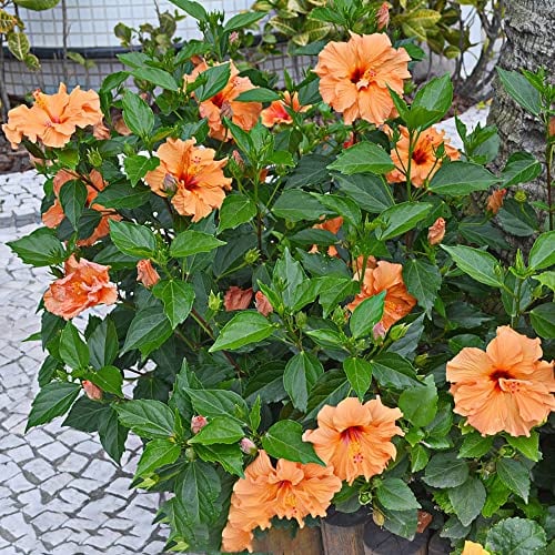 hibiskus pflanze winterhart - 100 pcs Orange hibiskus winterhart samen (Hibiscus mutabilis) blumensamen, kletterpflanzen winterhart balkonpflanzen, winterharte pflanzen für garten