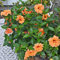 hibiskus pflanze winterhart - 100 pcs Orange hibiskus winterhart samen (Hibiscus mutabilis) blumensamen, kletterpflanzen winterhart balkonpflanzen, winterharte pflanzen für garten