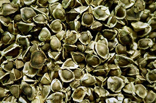 Potseed Germinazione I Semi: 25 Semi: Moringa oleifera (Coscia Albero Africano) - 25 Semi Vitali per la Semina