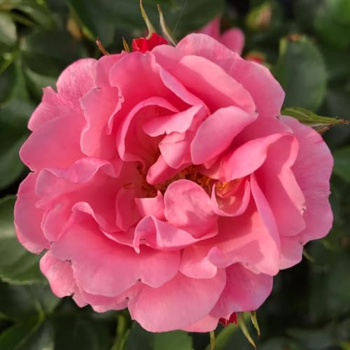 Rose 'Isn't She Precious' – Hardy Shrub Rose – Compact Habit – Soft Pink Semi-Double Blooms – Disease Resistant – Ideal for Borders 1x 9cm Pot by Thompson and Morgan
