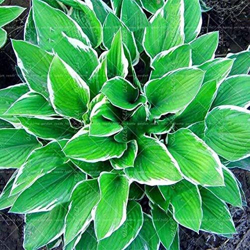 Shopvise 50Pcs Seeds Schöne Hosta Samen Stauden Lilien-Blumen-Shade Hosta Blume Gras Samen Zier Samen Hausgarten