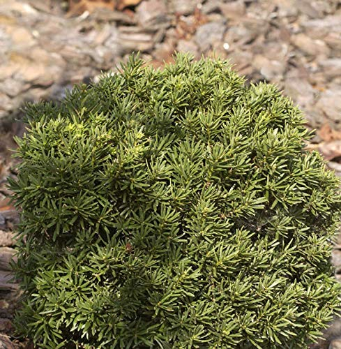 Zwerg Kugeleibe Green Diamond 25-30cm - Taxus baccata - Gartenpflanze
