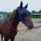 WZCXYX Gurtversorgung Kabelbaumdeckel Winddichte Schutzbrillen Geschwindigkeitsrassebrillen Mit Mesh-Brillen Anti-trachom-Cover-Horse-Kopfbedeckung(Color:Blau)