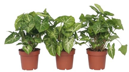 Plant in a Box - Syngonium 'Pixie' - Purpurtute - 3er Set - Zimmerpflanzen - Topf 12cm - Höhe 25-40cm