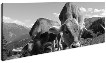 friedliche Kühe auf einer Weide in Österreich Panorama 60x30 cm Effekt: Schwarz/Weiß als Leinwandbild, Motiv fertig gerahmt auf Echtholzrahmen, Hochwertiger Digitaldruck mit Rahmen