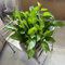 efeutute zimmerpflanze samen, blumen balkon,bonsai samen pothos pflanze,bodendecker winterhart mehrjährig wildblumenwiese mehrjährig,winterharte stauden dauerblüher essbare 400pcs