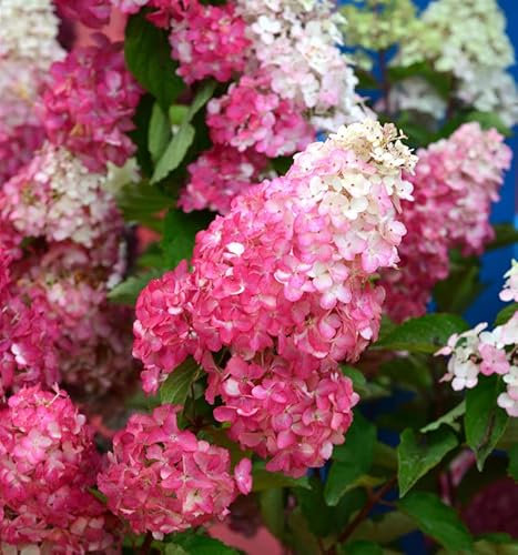 Rispenhortensie Pink and Rose 40-60cm - Hydrangea paniculata - lebende Gartenpflanze aus den Baumschulen