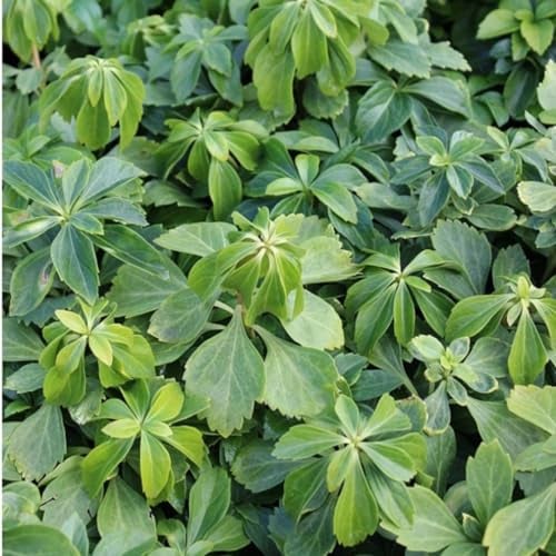 24 x Dickmännchen - Pachysandra terminalis Topf 9x9cm, für 3m² : Das robuste Dickmännchen für immergrüne Bodendecker