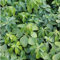 24 x Dickmännchen - Pachysandra terminalis Topf 9x9cm, für 3m² : Das robuste Dickmännchen für immergrüne Bodendecker