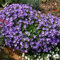 Campanula muralis syn. C. portenschlagiana Garden Plant Hardy Perennial Flowering Garden Plants Easy to Grow Your Own by Park Farm Plants (6 x Plug Plants)
