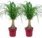 Bloomique - 2er Set - Beaucarnea Recurvata - Elefantenfuß - Zimmerpflanzen - Sehr Pflegeleicht - Luftreinigend - Höhe 50-60 cm - Topf 15 cm