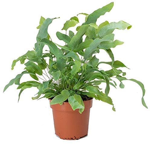 Phlebodium Blue Star Goldtüpfelfarn fürs Zuhause oder das Büro (25 35 cm mit Topf)