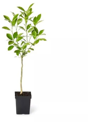 Árbol Frutal de Lima Natural Ideal para el Jardín o la Terraza