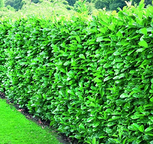 Prunus Cherry Laurel Hedging Plants 3-4ft Large Pack of 10 Supplied in 3 Litre Pots by DirectPlants™