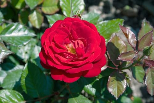 Rosa 'Mariandel' - Edelrose, dunkelrote Blüten, Blütezeit Juni-September, ideal für Rabatten, duftend, pflegeleicht und winterhart