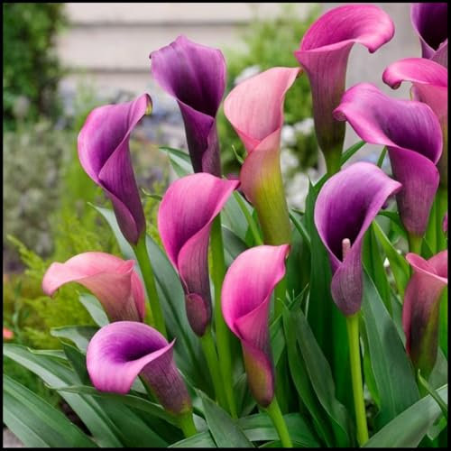 Calas bulbos,bulbos calas gigantes,calas plantas naturales de colores,Lirio de cala,Planta de calas,cala lirio de agua,zantedeschia aethiopica,bulbos de calas de colores,perennes.-4bulbos-J