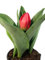 Tulpen im Topf angetrieben rot - Prächtige Frühlingsblumen