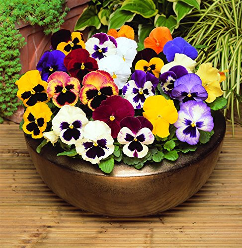 Pansy Mixed 12 Bedding Plants British Grown Garden Ready 2 x 6 Pack