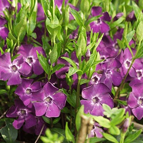 Stauden Gänge 100 x Vinca minor 'Rubra' / 'Atropurpurea' (Staude/Winterhart/Bodendecker/Immergrün/Mehrjährig) Lila Kleines/Kleinblättriges Immergrün - tolle Blütenpracht - sehr pflegeleicht