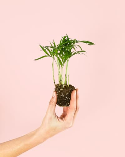 Chamaedorea Elegans Mini | Plantas Naturales Terrario | Pur Plant