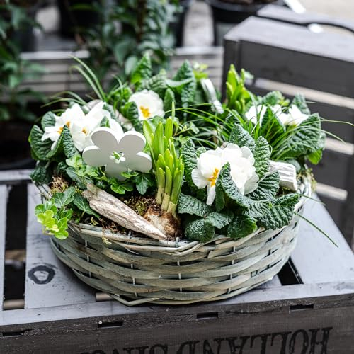 DARO DEKO Holz Pflanzring rund Natur Ø 31cm x 10cm mit Einsatz Weiden Pflanz-Schale Ring Blumentopf geflochten Blumenkorb