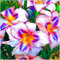 Taglilien zwiebeln,winterhart pflanze,Seltene Pflanze,Dekorative Blumen,taglilien mehrjährig Pflanze,Hemerocallis pflanzen,Taglilien rhizome Winterhart,Hemerocallis Knollen.-3zwiebeln-O