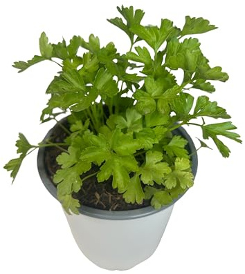 Petersilie – Natürliche Pflanze für Außen- und Innenbereiche – 13-cm-Topf – Essbare und aromatische Pflanze für Terrasse und Garten
