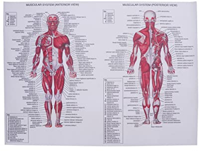 ULTECHNOVO Muskelsystem Poster, Menschliches Anatomisches Plakat Muskelanatomie Diagramm Poster Hängen Bild Raumdekoration für Heimschullabor (44X33cm)