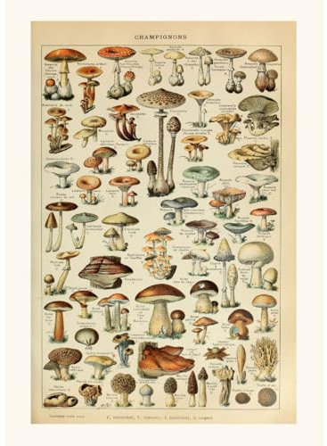 Clever-Deko Poster/Bild/Kunstdruck 70x50 PILZE Speisepilze Lehrtafel Lehrmaterial Retro Nostalgie Vintage