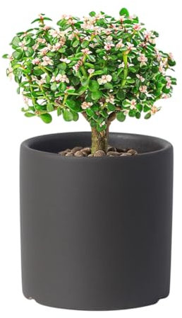CANDeal Maceta Pequeña De Cerámica para Plantas De Interior, Macetas De Color Sólido con Orificio De Drenaje, Maceta De Decoración De Ventana De Mesa (Café,14cm)