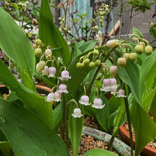 18bulbos Comprar de lirio de los valles, balcón lirio los valles perenne resistente que cubre el suelo, ación primaveral