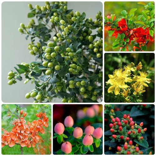 200 Pc Semillas De Hierba De San Juan, Semillas De Hypericum, Plantas Resistentes Para Balcón, Plantas Resistentes Para Jardín, Hypericum Perforatum, Flores Decorativas, Semillas