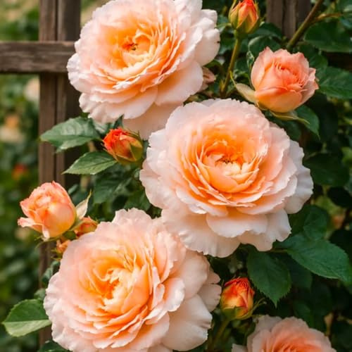 Gartendeko, winterharte mehrjährige Rose, keine Bewässerung erforderlich, pflegeleicht, geeignet für Frühling und Herbst-d-1Bulb