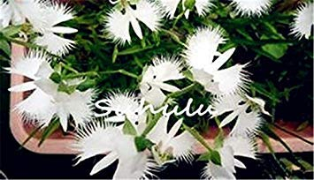 30 stücke Japanische Tiger Orchidee Samen Weiß und schwarz Radiata Reiher Orchidee Samen weltweit Seltene Arten Blume für hausgarten decor 6