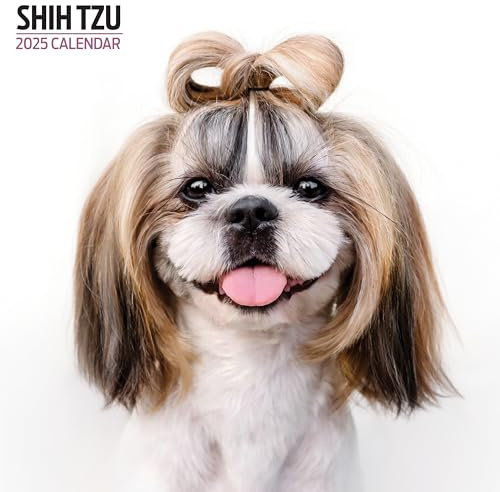 Shih Tzu Kalender 2025 Modern